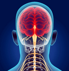 Моюнчанын омурткасынын нерв каналдарынын иллюстрациясы